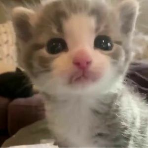 Meet your Posher, Camille